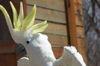 葵花凤头鹦鹉：可活120岁的长寿鸟