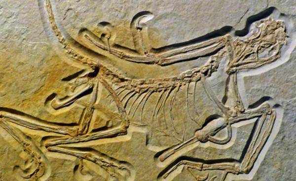 科学家发现第11个始祖鸟化石，这是最古老的化石