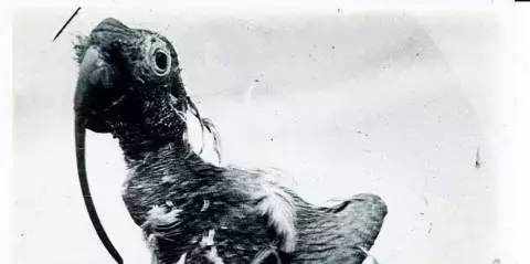 葵花凤头鹦鹉：可活120岁的长寿鸟