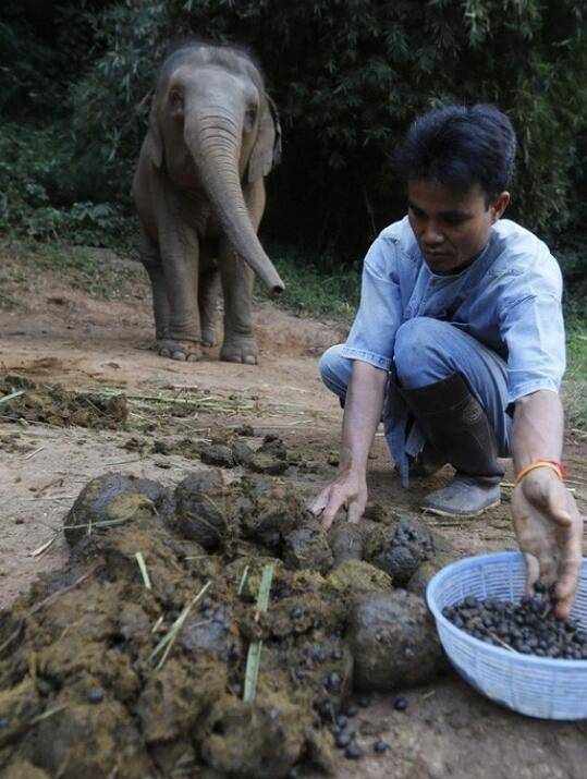 象屎咖啡的制作过程，看完你还能喝的下去吗？