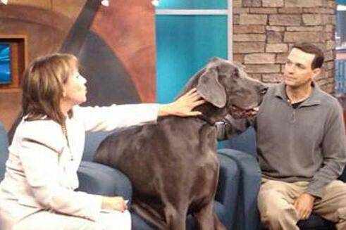 世界上最大的狗，大丹犬宙斯和大乔治双双去世