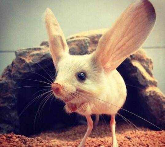 耳朵最长的老鼠：内蒙古长耳跳鼠形似小袋鼠