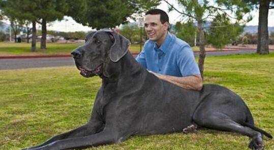 世界上最大的狗，大丹犬宙斯和大乔治双双去世