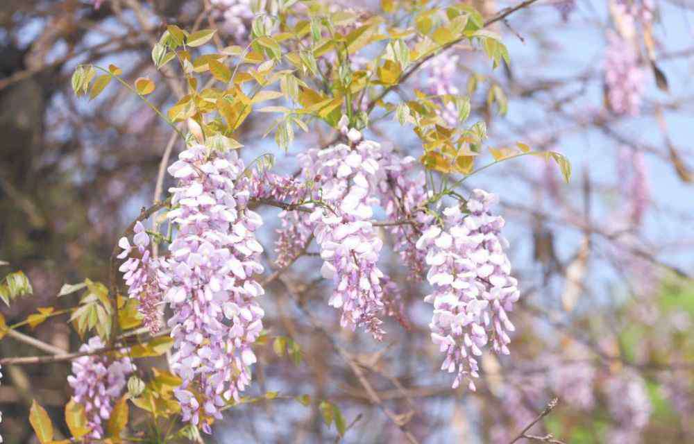 夹江中学 你在春风里，等花开；我在夹江校园里，等你来