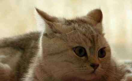 猫咪飞机耳是什么意思 猫咪做出飞机耳是什么意思，在什么情况下会做出飞机耳呢？