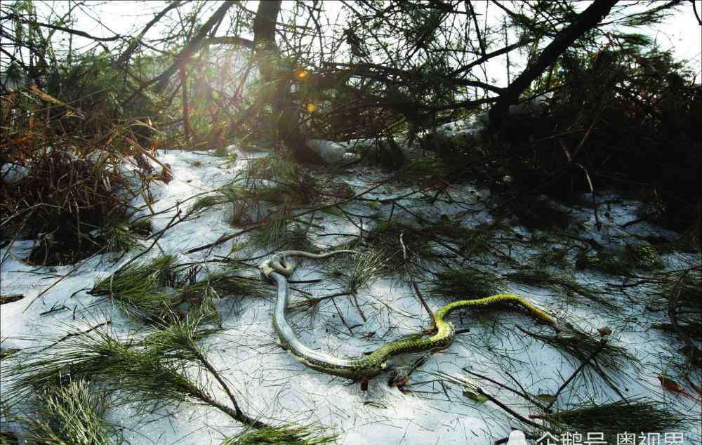 南方雪灾 08年雪灾心酸一幕：广东30头猪被活活冻死，眼睛还睁着