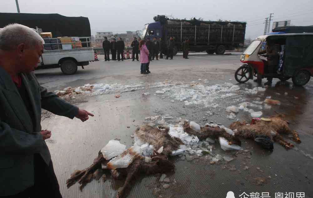 南方雪灾 08年雪灾心酸一幕：广东30头猪被活活冻死，眼睛还睁着