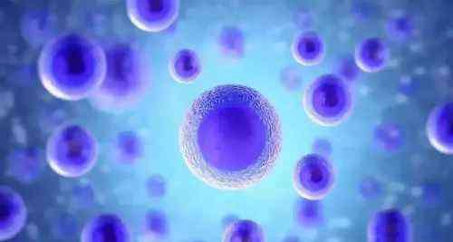 干细胞是指什么 干细胞到底是什么？科学家称“任何细胞都可以是干细胞”