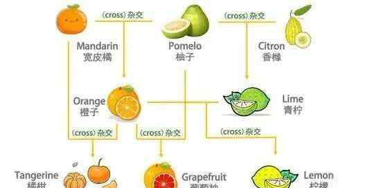 橙子英语怎么读 “橙子”的英文是orange，那”橘子“呢？可别又说orange哦！