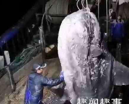 渔民捕获一条真龙 4月27日,浙江宁波,渔民捕获一条3米长巨型怪鱼,怪鱼有头无尾长相奇特
