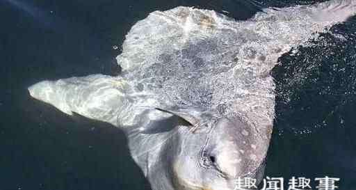 渔民捕获一条真龙 4月27日,浙江宁波,渔民捕获一条3米长巨型怪鱼,怪鱼有头无尾长相奇特