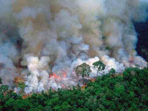 苹果捐款修复雨林 苹果捐款修复雨林 分析亚马逊热带雨林火灾具体情况