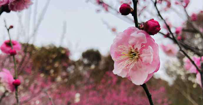 苏州赏梅 长三角赏梅胜地梅花陆续盛开，错过梅花盛放美景又得再等一年！