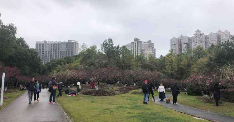 苏州赏梅 长三角赏梅胜地梅花陆续盛开，错过梅花盛放美景又得再等一年！