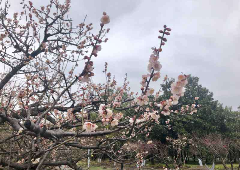 苏州赏梅 长三角赏梅胜地梅花陆续盛开，错过梅花盛放美景又得再等一年！