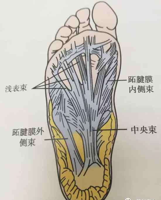 哑铃重量对照表 跑者万年不变的伤病话题——足底筋膜炎怎么破？