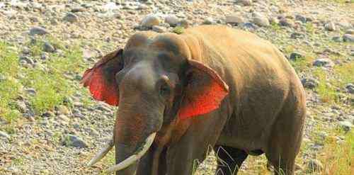 印度现红耳大象 太罕见！印度现红耳大象 娇羞的红了耳朵太可爱