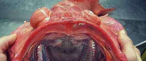 世界最丑的鱼 世界上最丑的鱼 深海带鱼丑陋的像怪物吓死人