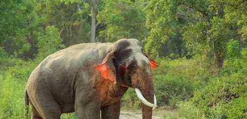 印度现红耳大象 太罕见！印度现红耳大象 娇羞的红了耳朵太可爱