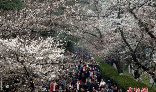 武汉大学樱花图片 武汉大学樱花初绽 武大樱花什么时候开、樱花2017图片