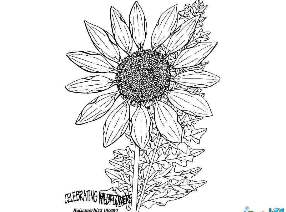 向日葵怎么画简单好看 简单好看的花简笔画_太阳花来了