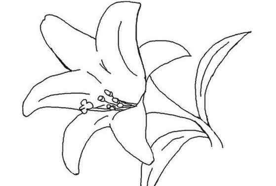 百合花的简笔画百合花的简笔画图片盛开的百合花