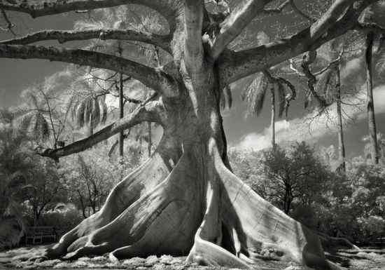 最古老的树 庄严高贵 摄影师镜头下那些最古老的树木
