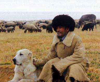 阿拉拜犬 土库曼民族的守护者——阿拉拜犬