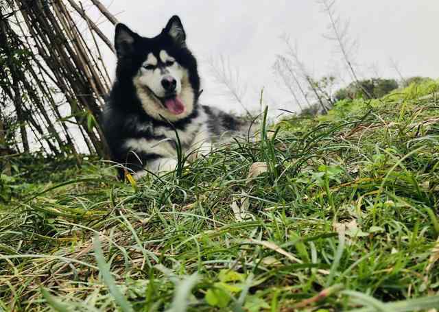 阿拉斯加犬与哈士奇 四个区别哈士奇和阿拉斯加犬的好方法