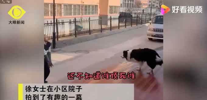 扎心了！甘肃兰州一边牧犬小区内与保安打排球 居民：狗赢得多