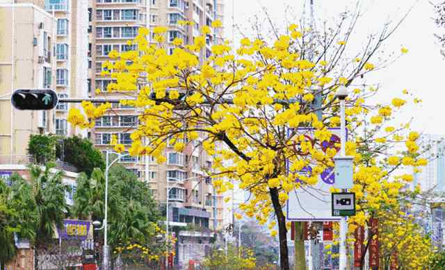 石花山公园 台山石花山公园颜值即将升级，这个美美的工程预计年底前完工！