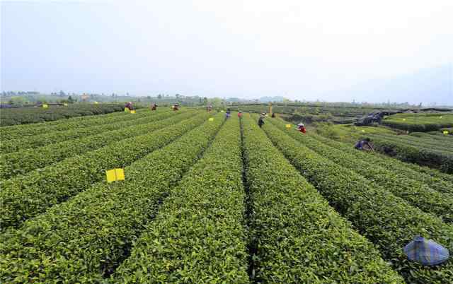 茶叶节 第七届中国茶商大会·松阳银猴茶叶节隆重开幕