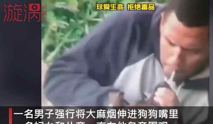 巴西一男子强迫狗狗吸大麻 网友：丧心病狂