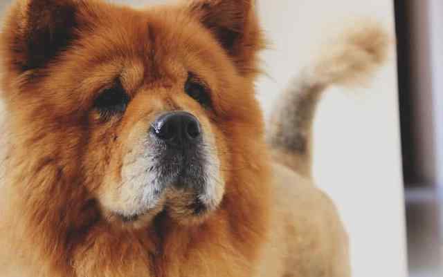 世界最小狗 世界上十大最美丽的狗品种，中国有犬种上榜