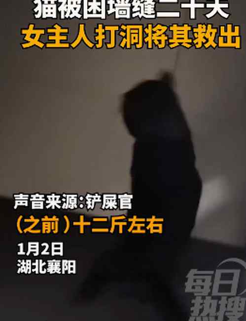 被困墙缝20天！湖北一女主人打洞救猫当场泪奔：满身屎尿仅剩4斤