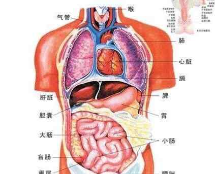 心肝脾肺肾的位置图 您知道自己心肝脾肺肾的位置吗？如果您知道，可能您开始老了...