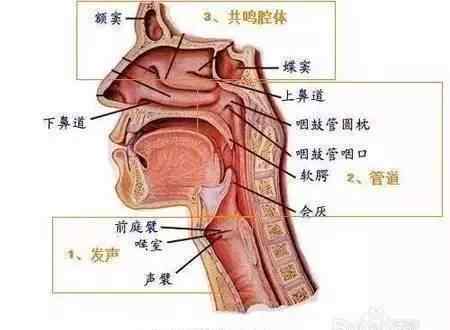 男神音训练方法 学唱歌|歌唱要放松，中低声打好基础再唱高音，才是最好的训练！