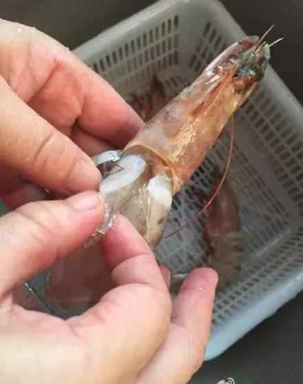 注胶虾 你吃的虾可能打了胶 如何鉴别注胶虾