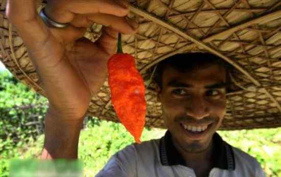 辣椒手榴弹 印度“断魂椒”世界第一辣 吃多了即丧命