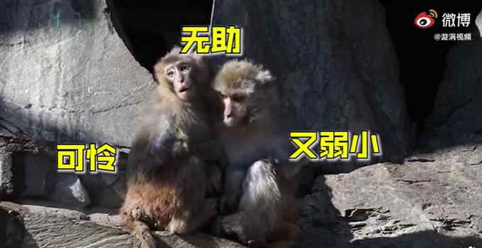 北京气温刷新21世纪以来最低记录 动物园猴子抱团取暖 网友：太像我