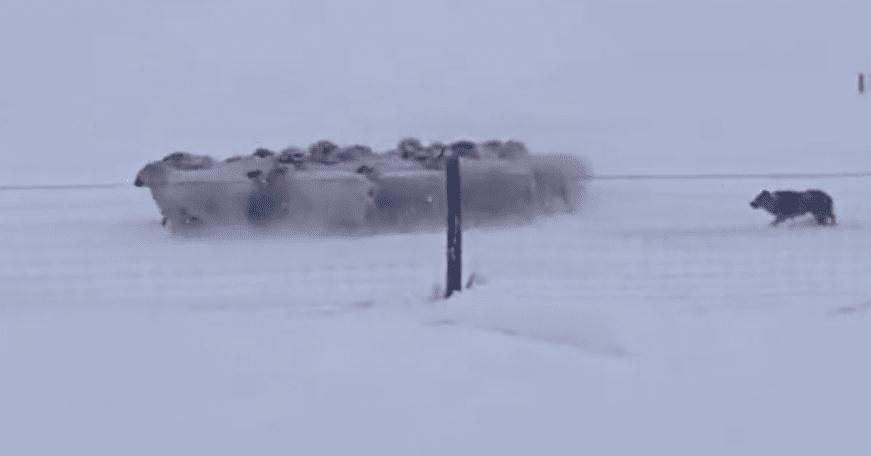 暴雪天羊群走丢牧羊犬冲进风暴 随后风雪中一幕把所有人震住