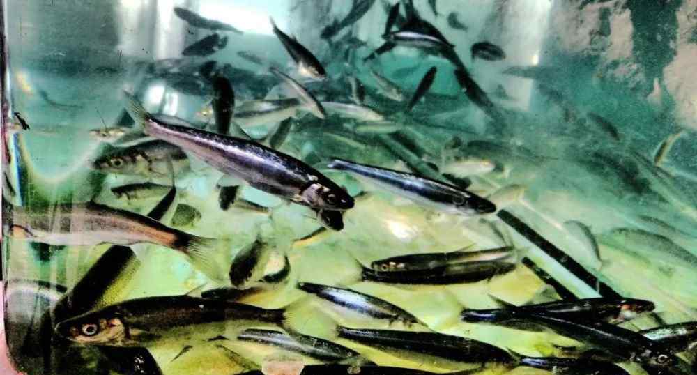 天价刀鱼 中国最贵的13种顶级食用鱼