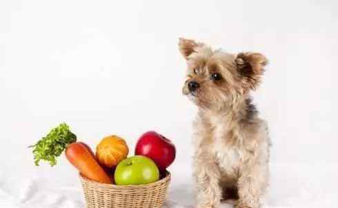狗能吃韭菜吗 再次忠告！这5种蔬菜，狗狗不能吃，严重的甚至会贫血！