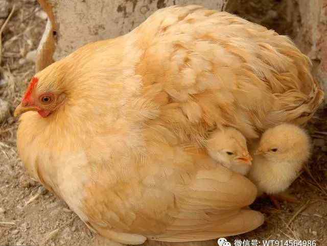 诱导母鸡抱窝的方法 母鸡抱窝催醒方法