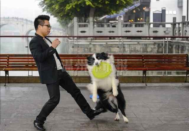 牵犬师 解密与狗狗心灵相通的职业牵犬师 年薪有30万