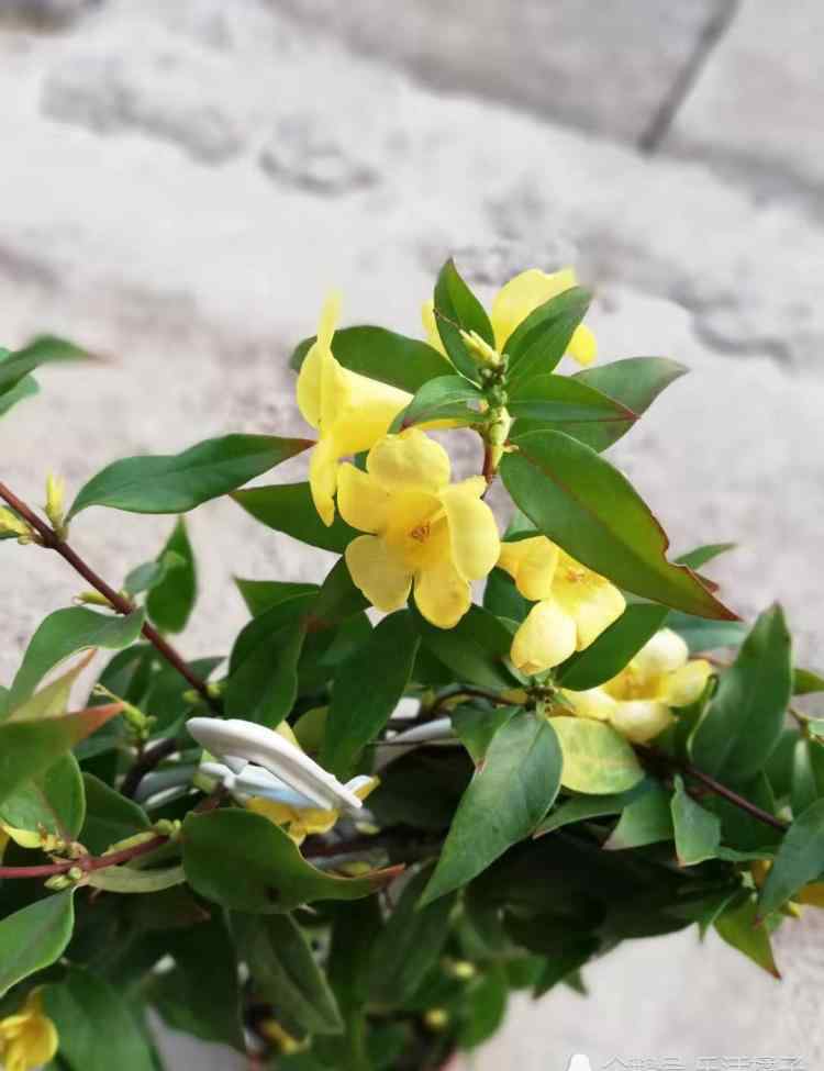 法国香水藤 法国香水藤：香水茉莉淡淡花香，爬满阳台年年开花延长花期不是梦