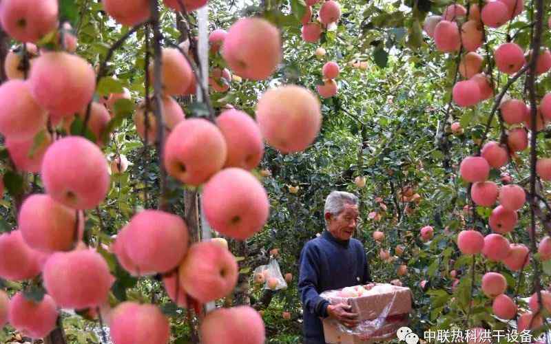 苹果市场价格 今日苹果价格多少钱一斤？2020年最新苹果价格行情走势分析