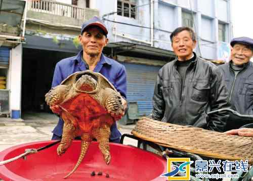 鳄龟多少钱一只 嘉兴老农抱回一只大乌龟　有人出万元他不卖