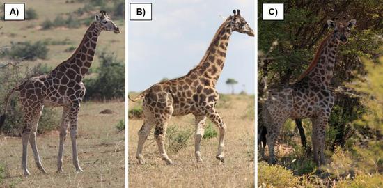 身高不到3米！非洲发现“迷你长颈鹿”：脖子不短 腿却特别短
