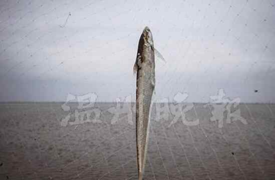 长江刀鱼价格 长江刀鱼涨至1.5万元一公斤 明年起或禁捕
